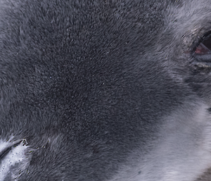 Detail of a young leopard seal head