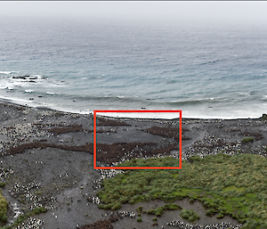 A panorama photograph of Lusitania Bay king penguin colony