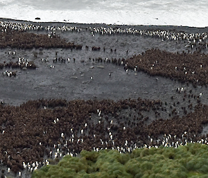 Detail of the king penguin colony at Lusitania Bay