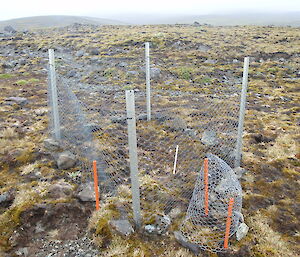 The fencing that was required to keep plants safe during the days when there were rabbits on the island