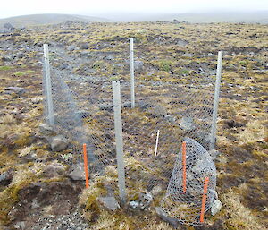 The fencing that was required to keep plants safe during the days when there were rabbits on the island