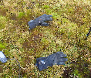 An image showing a patch of vegetated ground on Macquarie Island