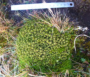 Huperzia australiana alive and well — a very healthy specimen recorded just recently measured against a 15cm ruler — this plant is associated with a colony of ~200 plants