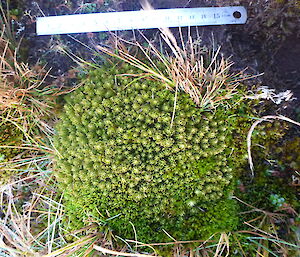 Huperzia australiana alive and well — a very healthy specimen recorded just recently measured against a 15cm ruler — this plant is associated with a colony of ~200 plants