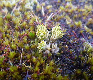 Leona’s Huperzia taken in 2018 — the plant first observed in 2016 is remarkably unchanged when compared to images from two years ago. It now measures just over 30mm