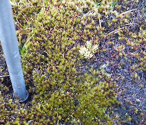 An image of a small Huperzia plant surrounded by moss and a marker taken in 2016 by Leona, a member of the MIPEP team,