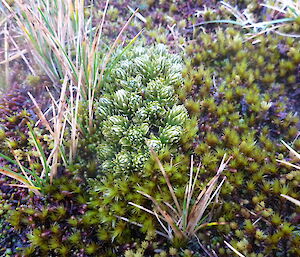 An image of a larger Huperzia in the vicinity of the plant noted by Leona, one of the MIPEP team, n 2016. Plants of this size are now common across the island