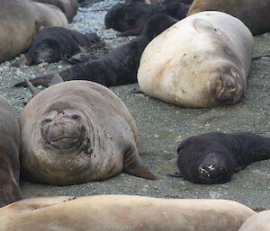 A female elephant seal with a new born pup showing a milky grin on Macquarie Island this week