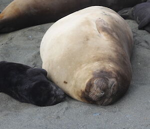 A female elephant seal and pup both fast asleep on the beach at Macquarie Island