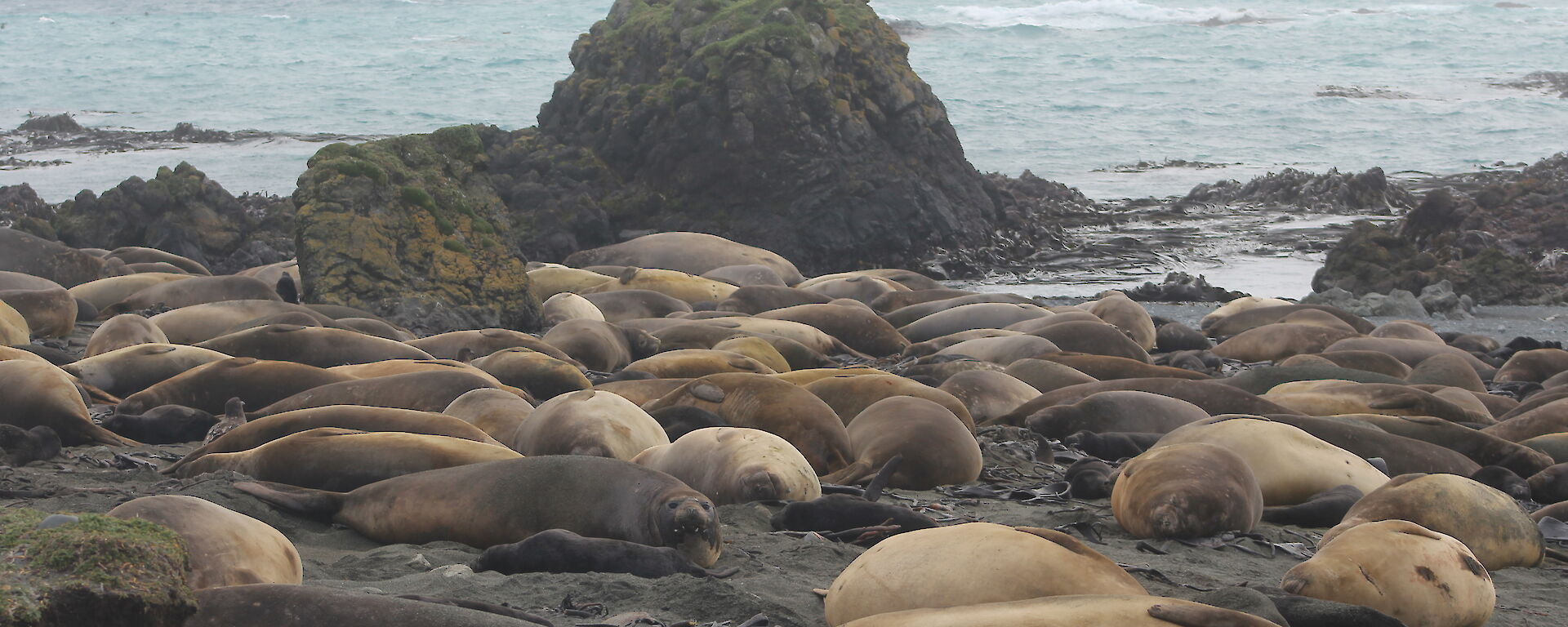 A view of one of the crowded elephant seal harems to the west looking along the isthmus beach near Cosray rocks on Macquarie Island