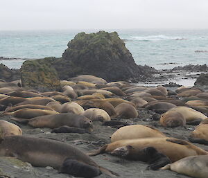 A view of one of the crowded elephant seal harems to the west looking along the isthmus beach near Cosray rocks on Macquarie Island