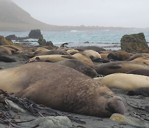 A large male elpehant seal guards his harem on Macquarie Island
