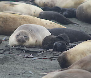 A young elephant seal pup rolling around in the sand while its mother sleeps