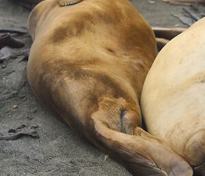 An empty and now skinny female elephant seal after feeding a pup for the past month — half the size!
