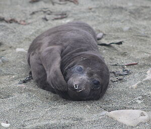 A relatively young elephant seal pup on Macquarie Island