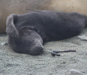 An elephant seal pup scratching its head on Macquarie Island