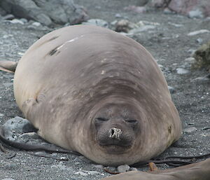 A pregnant female elephant seal on the west coast beach at Macquarie Island