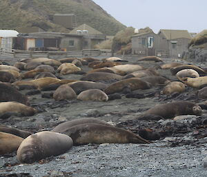 The elephant seal harem closest to Macca Station with around 300 females with pups