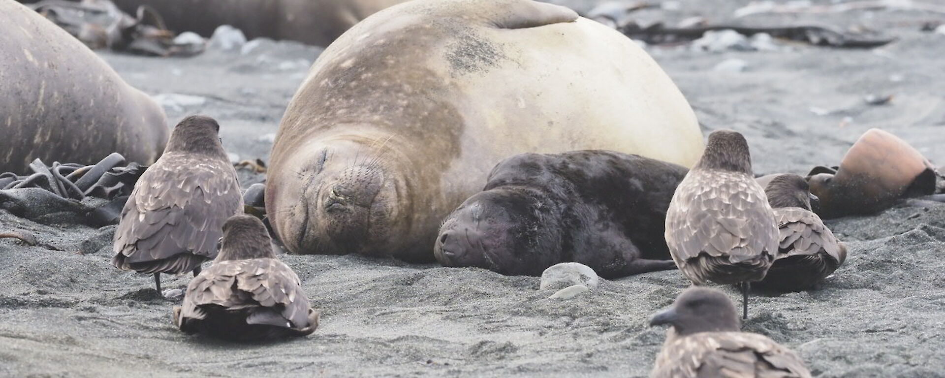 First elephant seal pup born on Macquarie Island in 2018
