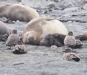 First elephant seal pup born on Macquarie Island in 2018