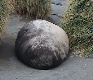 A ‘weaner’ so full it can’t move sleeping in the tussock — one of the first to leave its mother