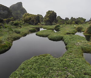 Lush green rimmed lagoons at Hurd Point