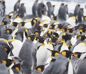 A close-up photo of king penguins at Sandy Bay