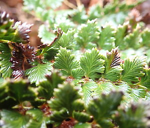 Polystichum vestitum (shield fern) — taken with a macro lens