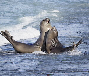 Young male elephant seals spar on the beach near the Nuggets along the east coast of Macca