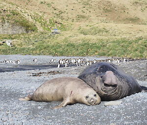 Male and female elephant seal at Green Gorge