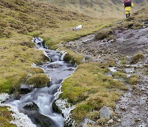 Selkirk Creek on the Overland Track with Chris Burns