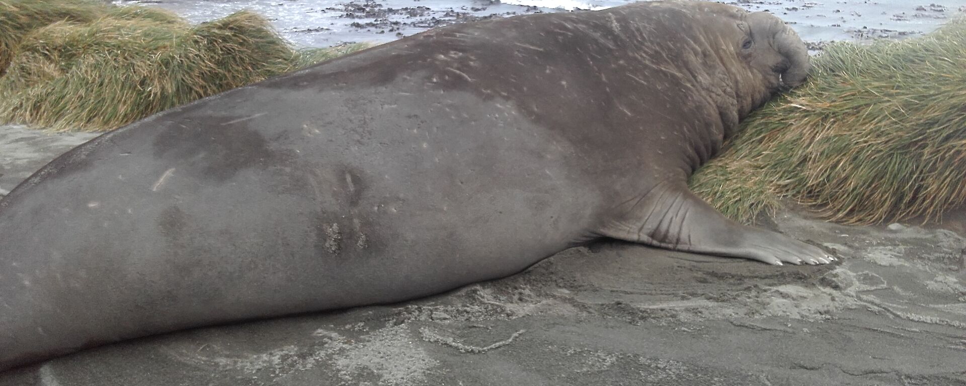An elephant seal bull beside the station road on the isthmus