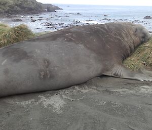 An elephant seal bull beside the station road on the isthmus
