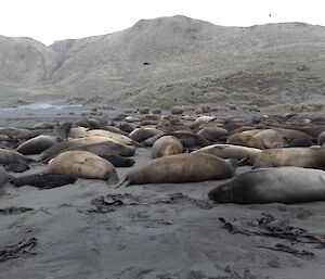 A view of an elephant seal crowded beach on census day (October 15th) on Macca