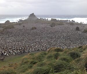 A royal penguin colony full again at Hurd Point on Macquarie Island