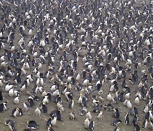 a breeding colony of Royal penguins at the top of Finch Creek