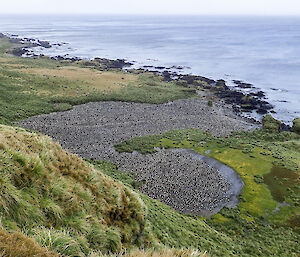 A royal penguin colony near the Jessie Nichol Creek Waterfall on Macquarie Island