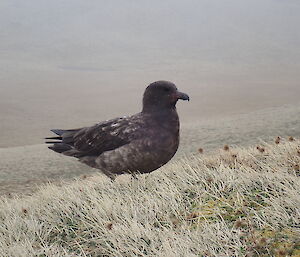 A skua on the ground at Macquarie Island