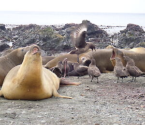 A group of skuas around a pregnant female elephant seal waiting for her to give birth