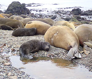 a cute elephant seal pup looking at the camera within a large group or harem of many seals and pups