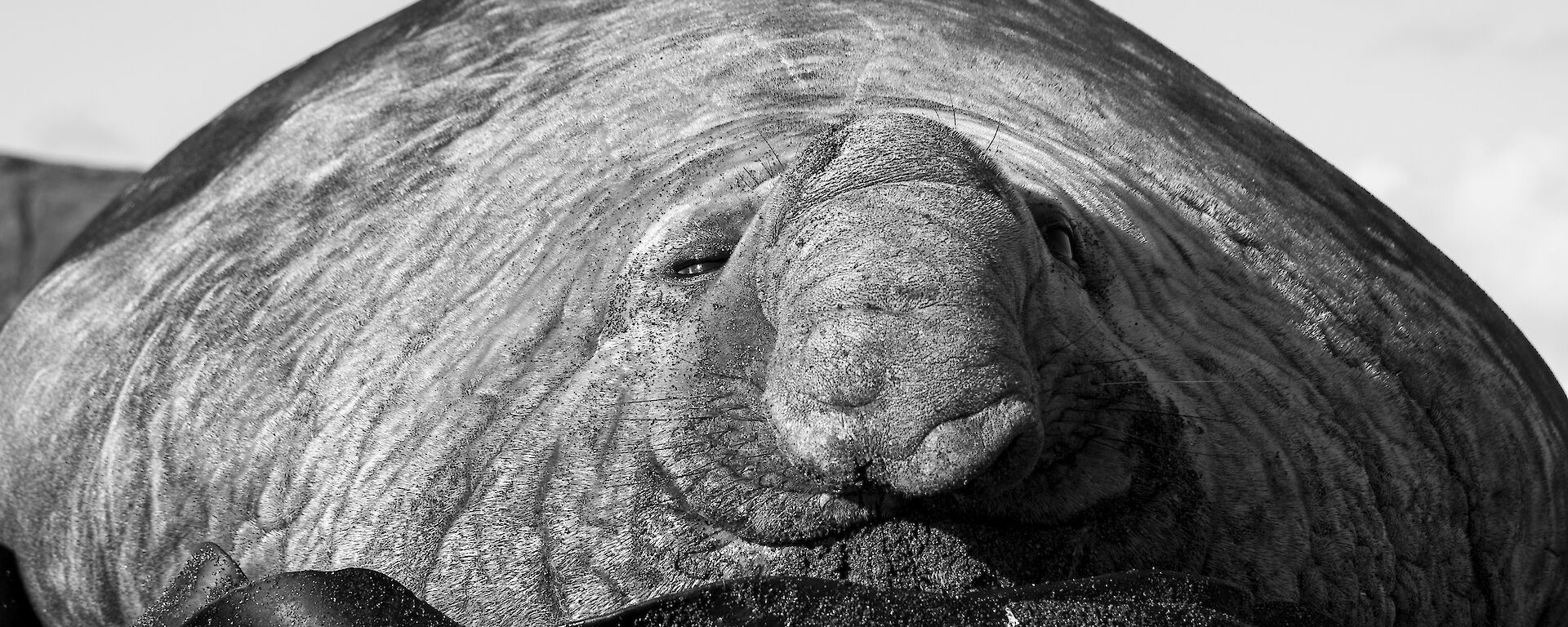 A large slumbering male elephant seal — one of the beach masters