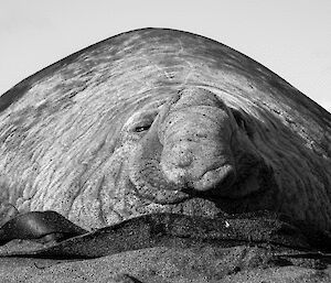 A large slumbering male elephant seal — one of the beach masters