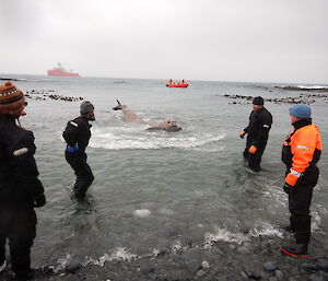 A large male elephant seal with a much smaller female or weaner blocks the path of the incoming RIB for several minutes as the shore party and laden boat stand by