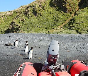 Down at Brothers Point some local king penguins were quite interested in the outboard motor