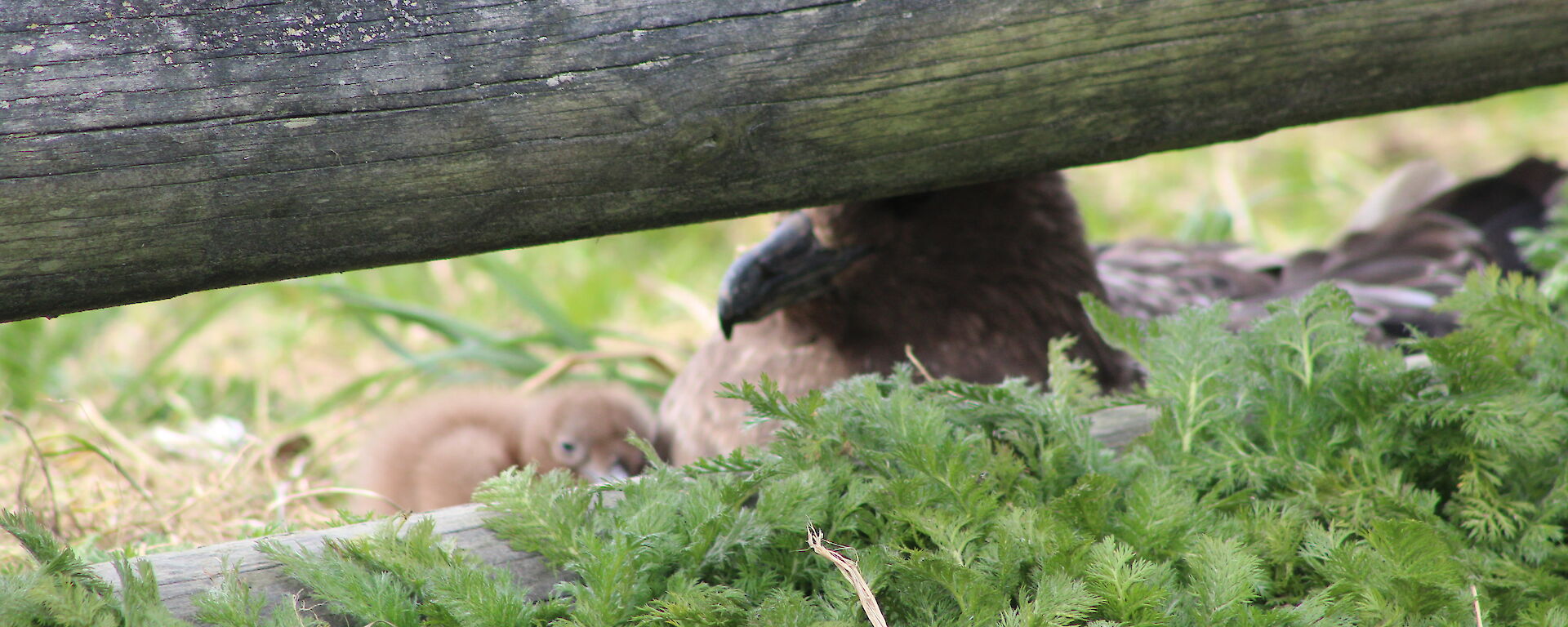 A nesting skua with first hatched chick nestling inside the Met enclosure on the ground directly behind the fence