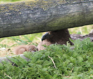 A nesting skua with first hatched chick nestling inside the Met enclosure on the ground directly behind the fence