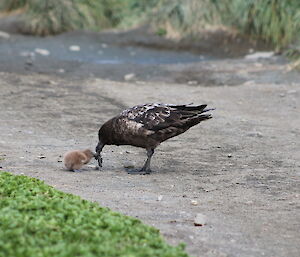 Male skua showing his chick how to tear off bits of food from a regurgitated chunk