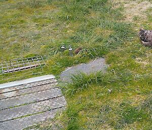 One of the skua chicks exploring the soil thermometers with adult close by