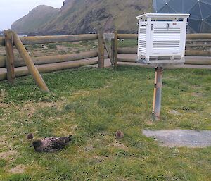 Skua family around the Stevenson screen in the Met enclosure