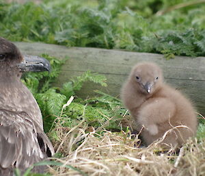A female skua sitting on her egg with the first chick nestled in the dry grass nearby